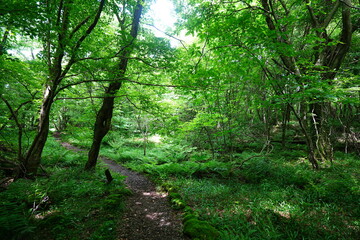 refreshing spring forest and charming path