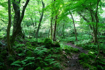 refreshing spring forest and charming path