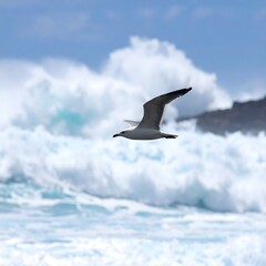 Seagull soars over crashing waves