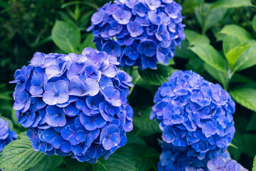 Obraz premium 梅雨の時期に咲く紫色のアジサイの花