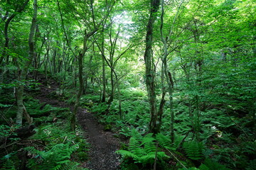 fine spring path through dense ferns