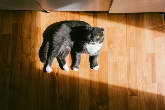 A cat is resting on a wooden floor in the sunlight