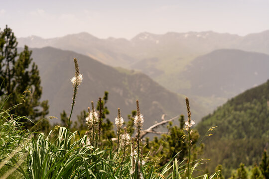 Wildflowers in Mountain Meadow