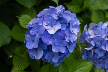 梅雨の時期に咲く紫色のアジサイの花