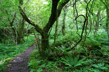 old trees and vines in wild forest