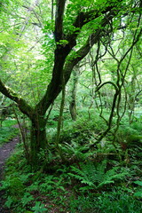 old trees and vines in wild forest