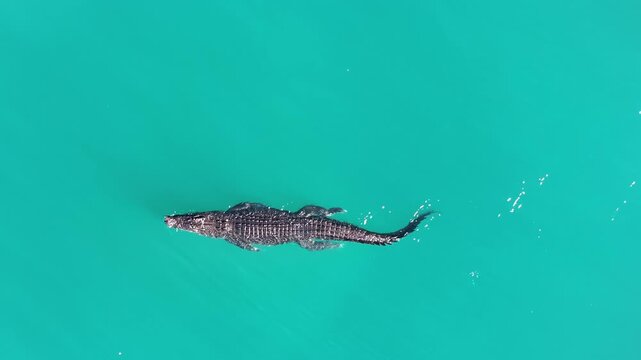 Crocodile Daintree swimming outdoors ocean blue willdife Australia