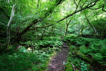 fine spring path through dense ferns