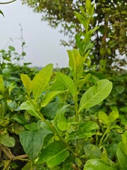 green leaves of the ground