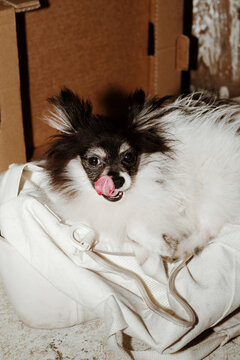 Small Dog Relaxing on a Bag in a Cozy Indoor Space
