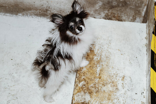 Cute Dog Exploring a Unique Indoor Environment With Curiosity