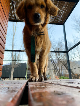 Adorable Dog with Muddy dirty Paws