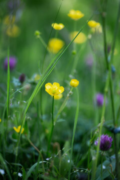 British wild flower meadow