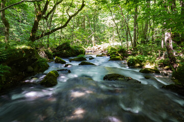 夏の奥入瀬渓流