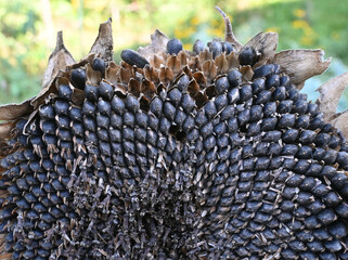 Closeup of sunflower seeds on a flowerhead