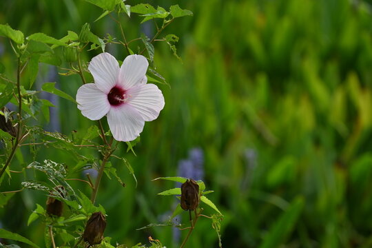 Closeup of rose mallow hibiscus flower