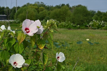 Closeup of rose mallow hibiscus flower