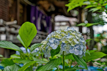 神社に咲く紫陽花の花
