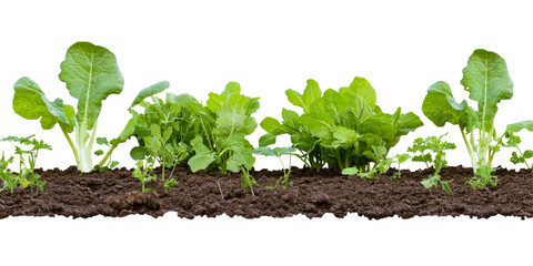 Fresh Green Leafy Vegetable Seedlings Growing in Rich Soil