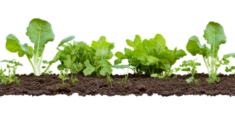 Fresh Green Leafy Vegetable Seedlings Growing in Rich Soil
