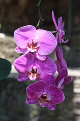 Stunning purple and white Phalaenopsis orchids, also known as Moth Orchids, bloom gracefully on trees, capturing the delicate beauty of nature.