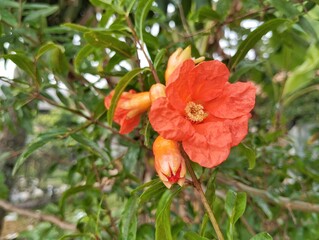 Obraz premium Pomegranate flower (Punica granatum ) blossom in garden at the morning 