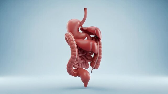 3D render of human digestive system organs, including stomach, intestines, liver, and pancreas, against a neutral light-blue background, showing detailed anatomy in a