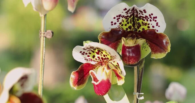 Stunning close-up view of vibrant orchid flowers with intricate details in natural lighting
