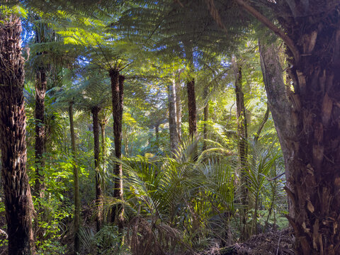 New Zealand native bush. Tree ferns and Nīkau palms in Waitakere Ranges Regional Park, Auckland region, North Island. Light shining through trees. Beautiful nature.