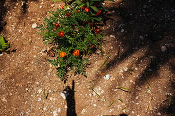 Colorful flowers grow in a garden on a sunny day with shadows