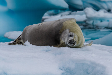 Close-up of a crabeater seal -Lobodon carcinophaga- resting on a small iceberg near the fish islands on the Antarctic peninsula