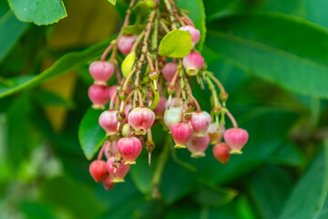 Strawberry tree branch in the garden, close up
