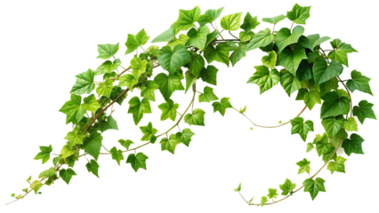 vine plant green leaves  isolated on white background PNG , AI GENERATED