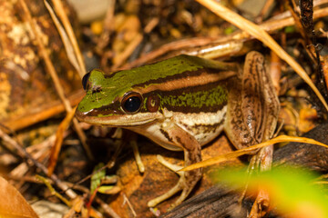 Green Paddy Frog