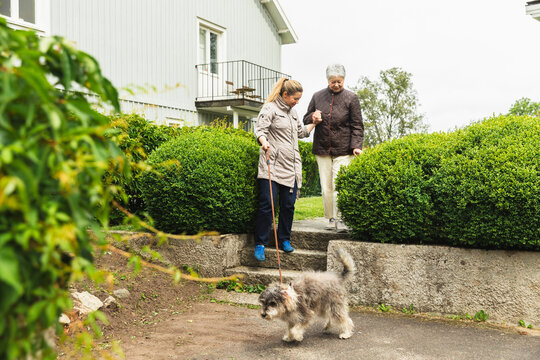 Supportive Companion Assisting Senior Woman and Dog Outdoors