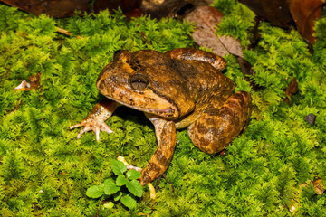 Kuhl's Creek Frog