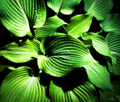Vibrant Green Hosta Leaves With Rich Texture and Patterns