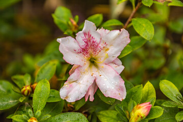 Pink azalea flower in the garden, close up
