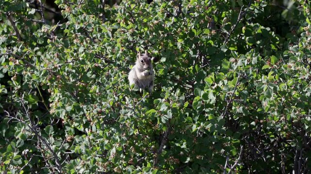 Golden-mantled Ground Squirrel feeds in a tree at Black Canyon of the Gunnison National Park in Colorado, Part 2 of 4 in sequence