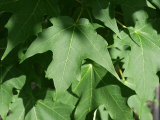 Detailed View of Sugar Maple Tree Foliage in Late Summer, Colorado
