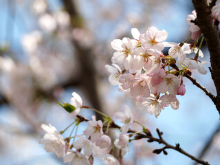 満開の桜の花