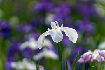 白い花菖蒲が咲く公園