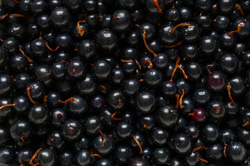 Texture of fresh black currants as background