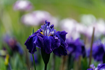 濃い紫のジャーマンアイリスの花