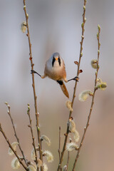 Fototapeta premium Bearded Reedling (Panurus biarmicus). Gelderland in the Netherlands. 