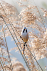 Bearded Reedling (Panurus biarmicus).
Gelderland in the Netherlands.                  