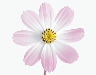 A close-up of a pink and white flower with a yellow center on a white background
