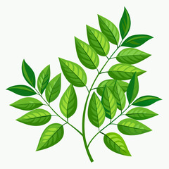 colorful illustration of a curry leaves, isolated on white background