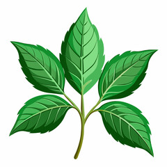 Fototapeta premium colorful illustration of an epazote leaves, isolated on white background