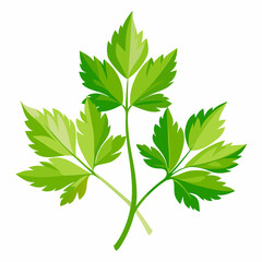 colorful illustration of a lovage, isolated on white background